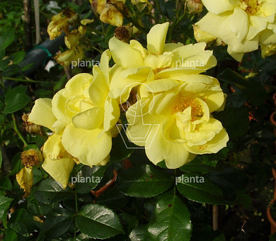 Rosa (H) 'Loredo'