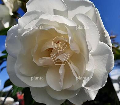 Rosa (K) 'Climbing Iceberg'