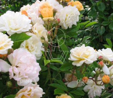 Rosa (K) 'Ghislaine de Féligonde'