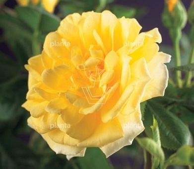 Rosa (K) 'Golden Climber'
