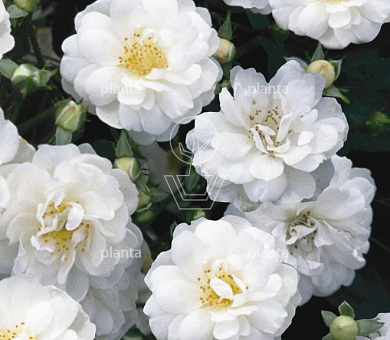 Rosa (K) 'Guirlande d' Amour'