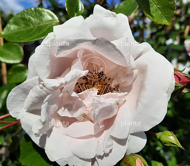 Rosa (K) 'New Dawn'