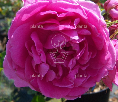 Rosa (K) 'Pink Cloud'