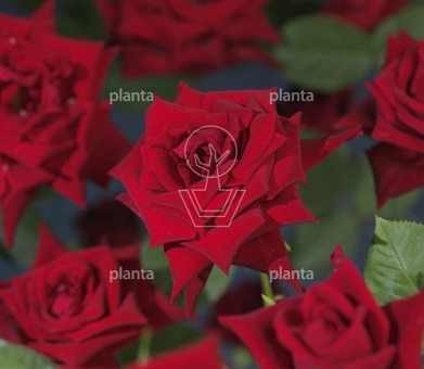 Rosa (K) 'Red Climber'