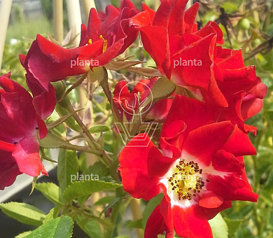 Rosa (K) 'Rambling Rosie'