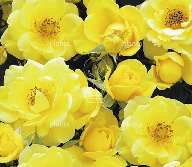 Rosa (P) 'Dolly Dot'