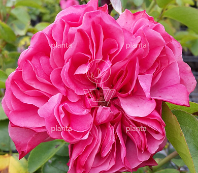 Rosa (P) 'Leonardo da Vinci'