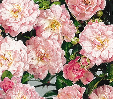 Rosa (P) 'The Fairy'