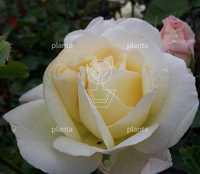 Rosa (T) 'True Love'