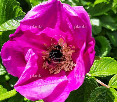 Rosa rugosa