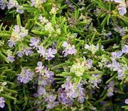 Rosmarinus officinalis 'Capri'