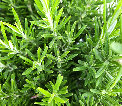 Rosmarinus officinalis