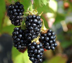Rubus fruticosus 'Black Satin'