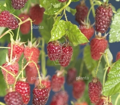 Rubus 'Tayberry'