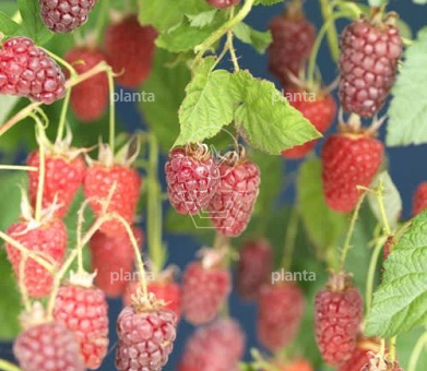 Rubus idaeus 'Autumn Bliss'