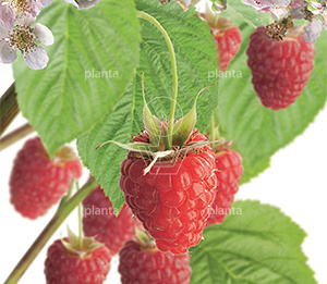 Rubus idaeus 'Glen Ample'