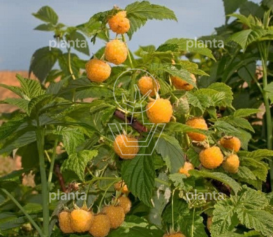 Rubus idaeus 'Golden Everest'