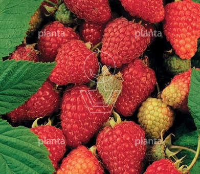 Rubus idaeus 'Tulameen'