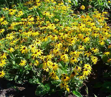 Rudbeckia fulgida 'Goldsturm'