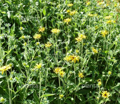 Rudbeckia fulgida deamii