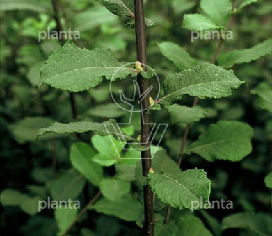 Salix aurita