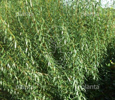 Salix purpurea 'Nana'