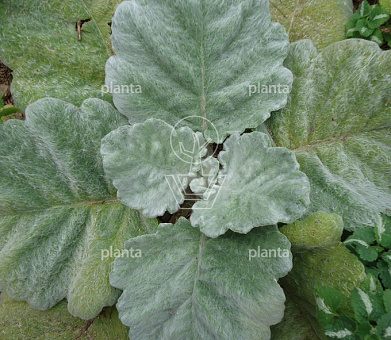 Salvia argentea