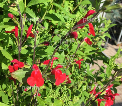 Salvia microphylla 'Hot Lips'