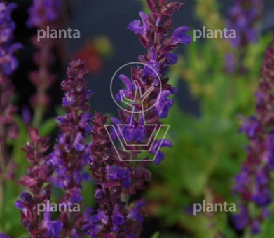 Salvia nemorosa 'Blaukönigin'