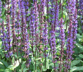 Salvia nemorosa 'Caradonna'