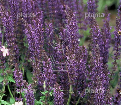 Salvia nemorosa 'Mainacht'