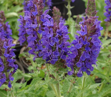 Salvia nemorosa 'Marcus'