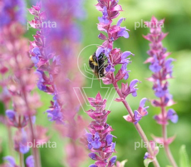 Salvia nemorosa 'Ostfriesland'
