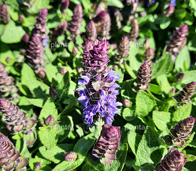 Salvia nemorosa 'Sens. Deep Blue'