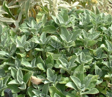 Salvia officinalis 'Berggarten'