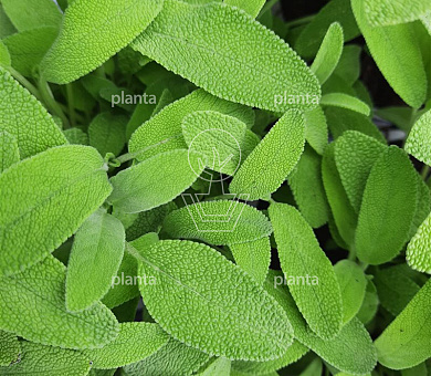 Salvia officinalis
