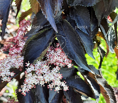 Sambucus nigra 'Black Tower'