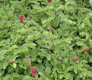 Sanguisorba officinalis 'Tanna'