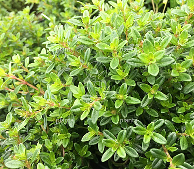 Satureja montana