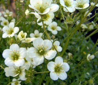 Saxifraga arendsii 'Schneeteppich'