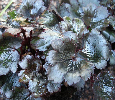 Saxifraga cortusifolia 'Black Ruby'
