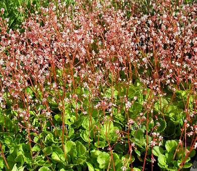 Saxifraga urbium