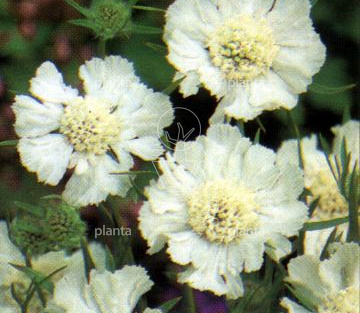 Scabiosa caucasica 'Alba'