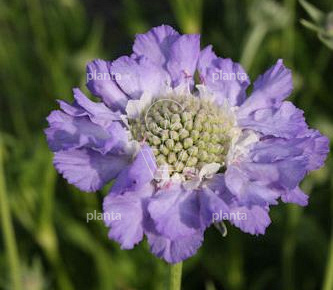 Scabiosa caucasica 'Perfecta'