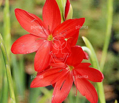 Schizostylis coccinea 'Major'