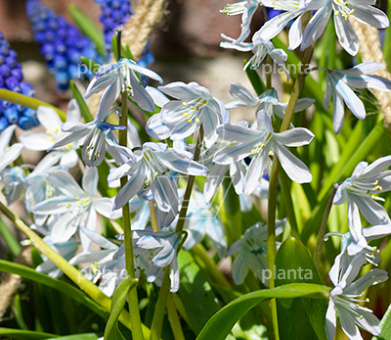 Scilla mischtschenkoana