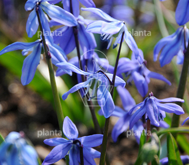 Scilla siberica