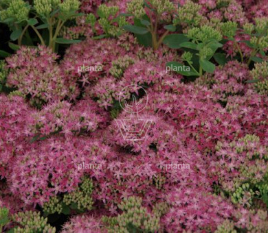 Sedum 'Carl'
