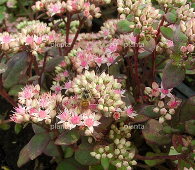 Sedum 'Matrona'