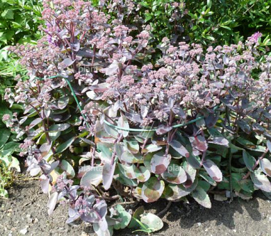 Sedum 'Purple Emperor'